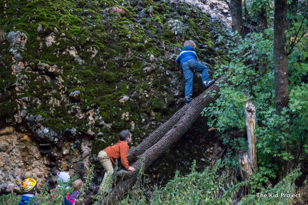 boys climbing trees, maple canyon