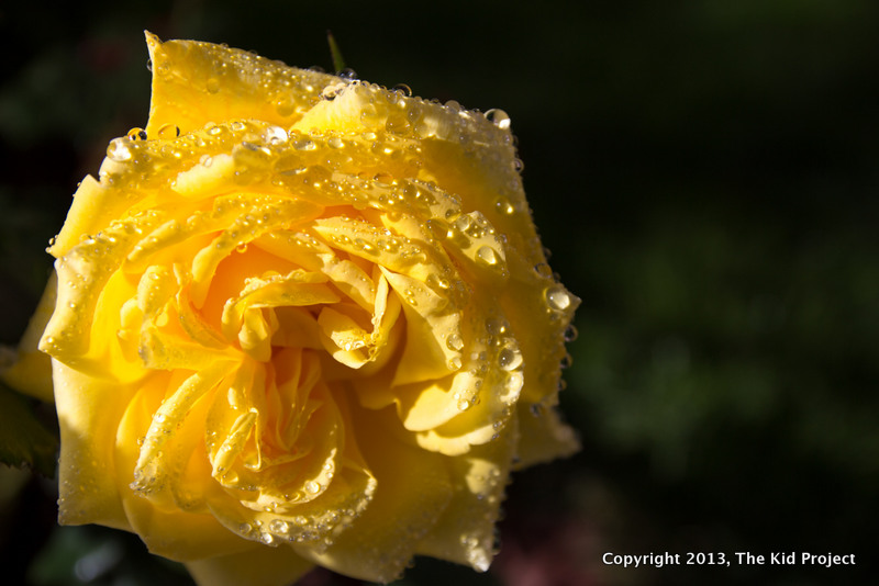 yellow rose, water drops