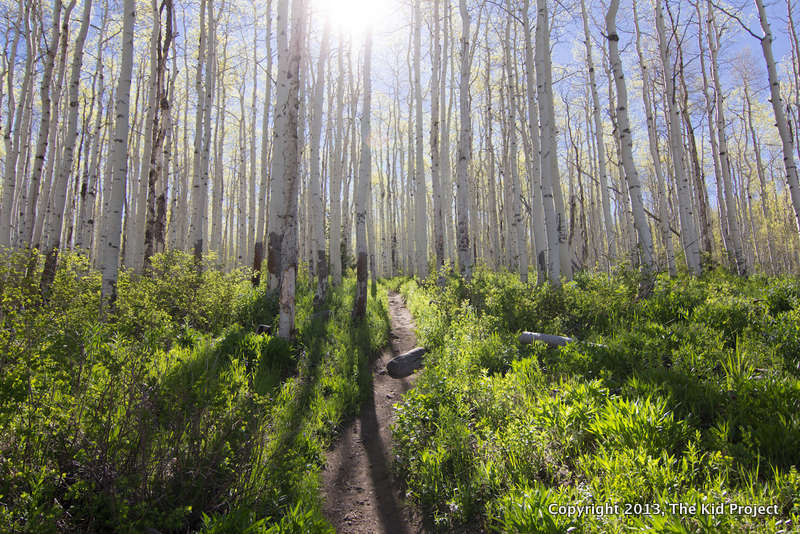 sunshine in aspens