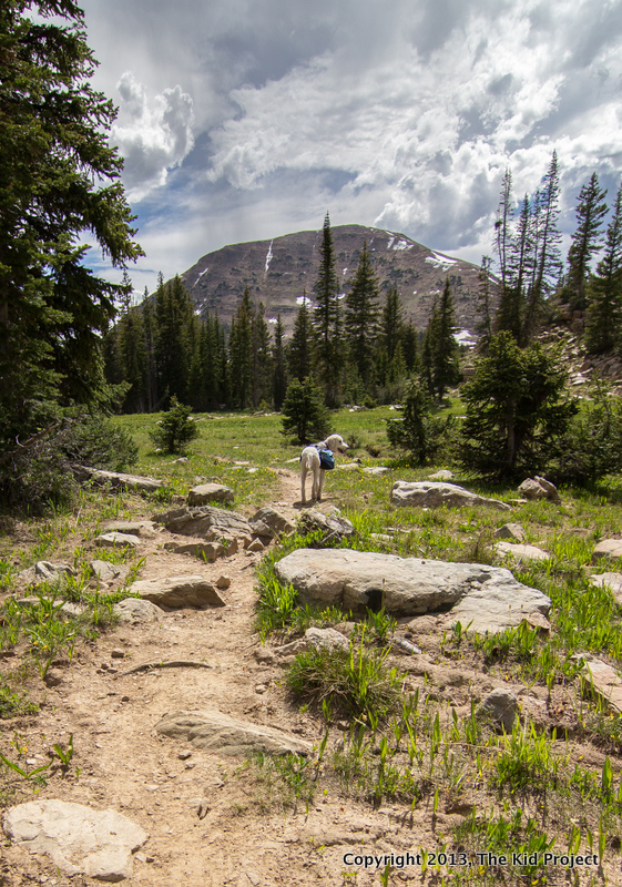 dog leading on the trail