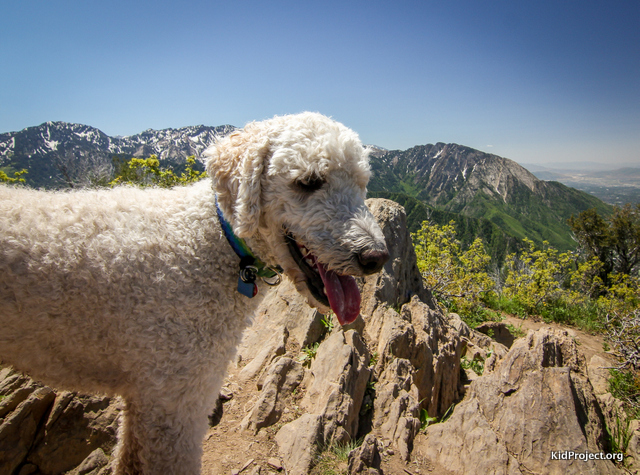 Kai our Golden Doodle hiking Grandeur Peak