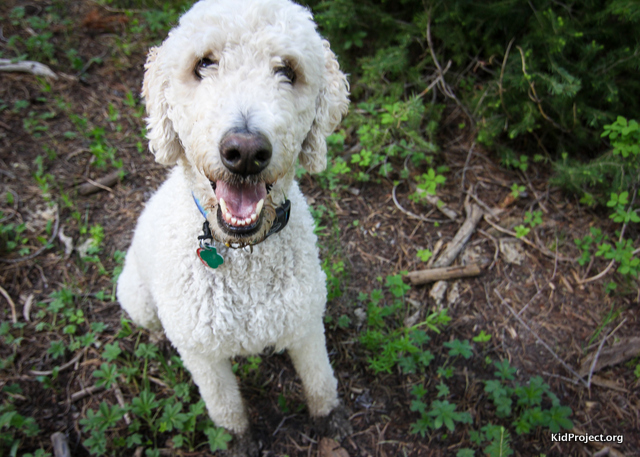 Happy puppy in the Uintas hiking, dogs