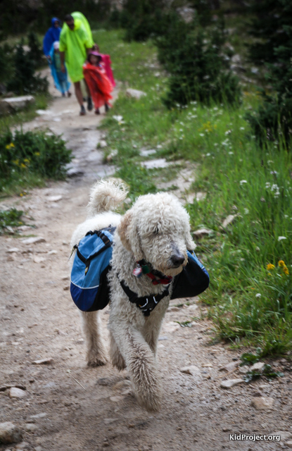 Dog hiking with family