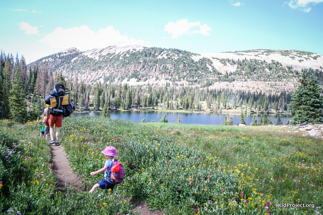 Hosts of wild flowers in the Uintas, Utah
