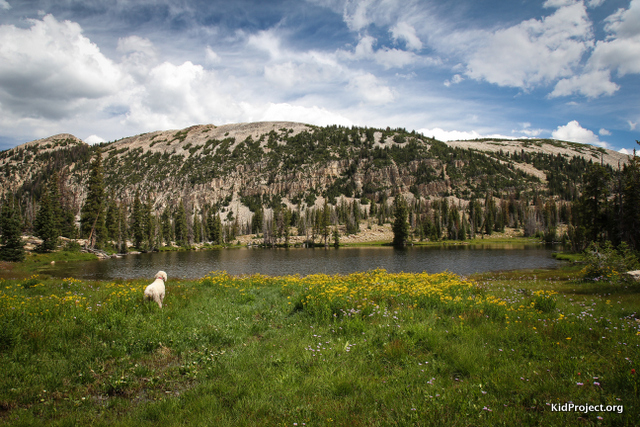 Dog looking over Booker Lake, Uintas