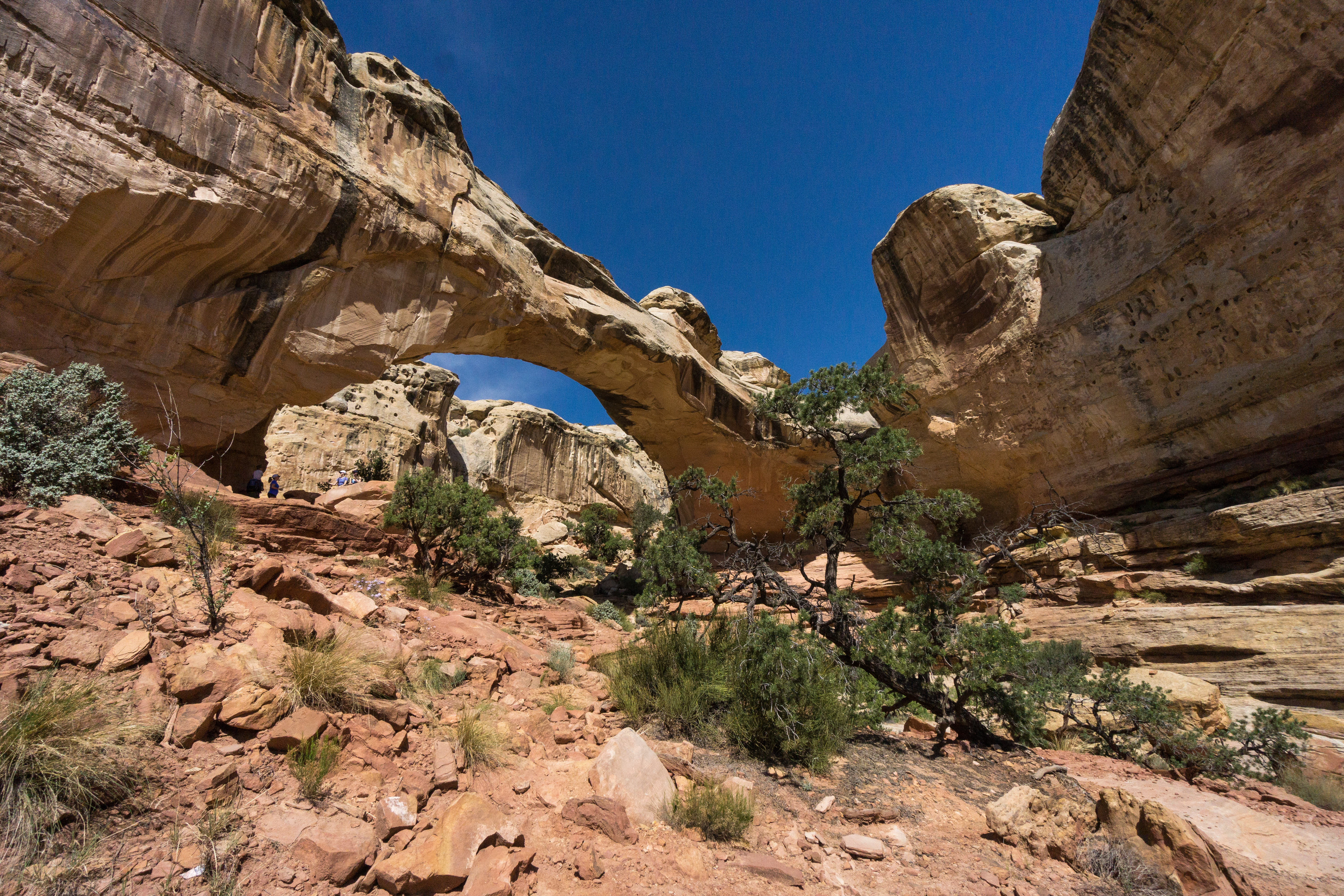 Hiking Hickman Bridge and Cohab Canyon [Capitol Reef Family Edition]
