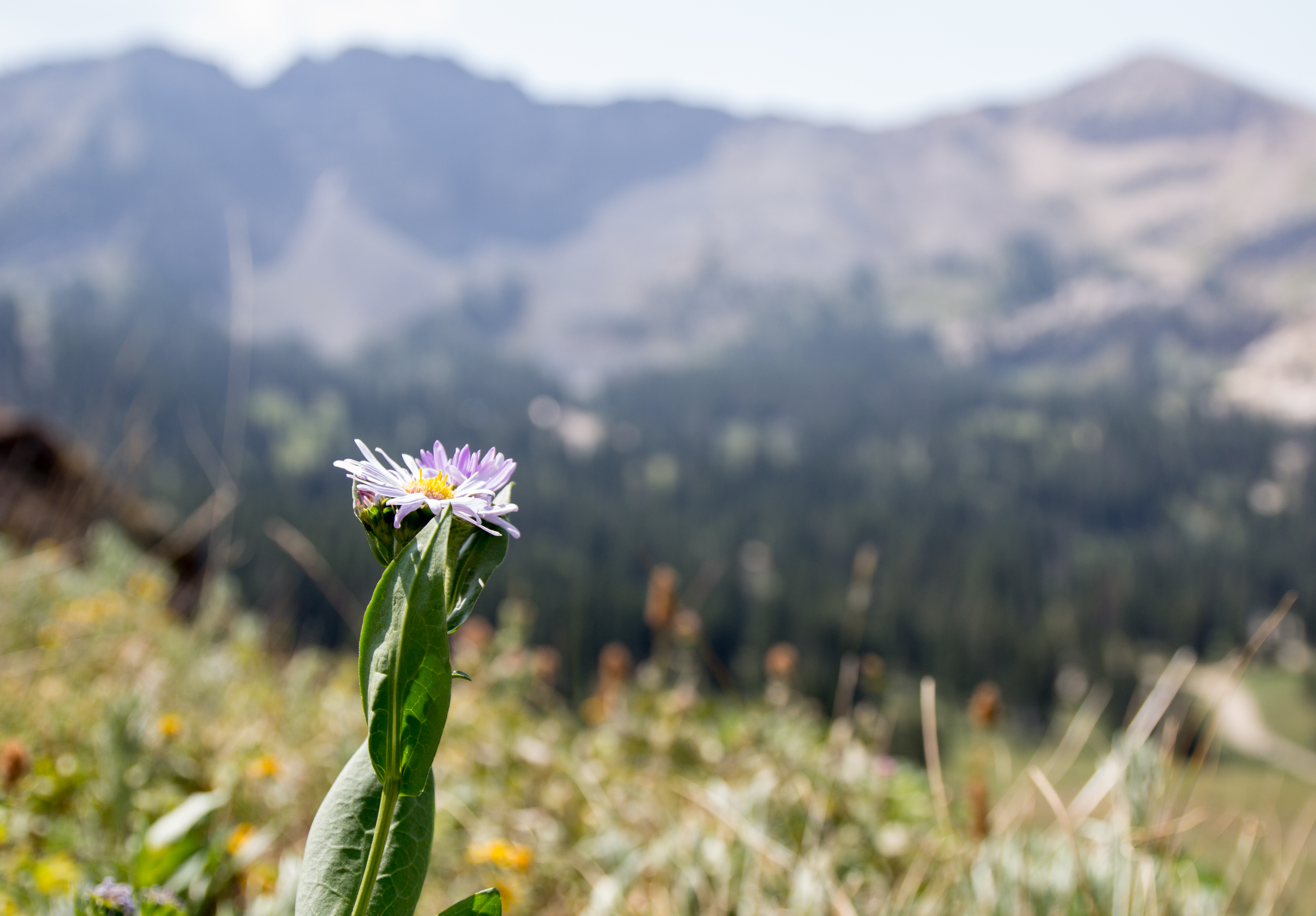More Family Friendly Hikes Near Salt Lake, UT