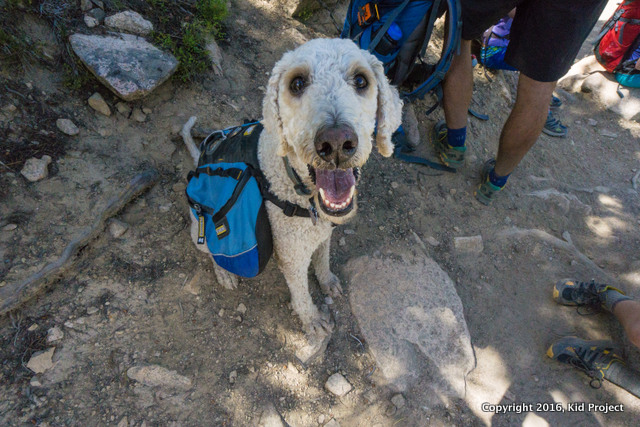 happy hiking dog and golden doodle