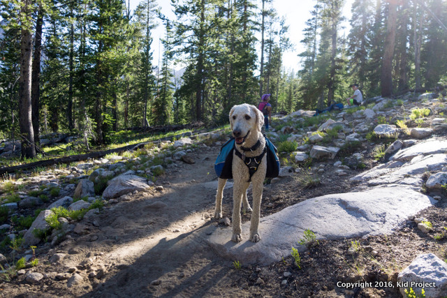 adventure dog backpacking in Idaho