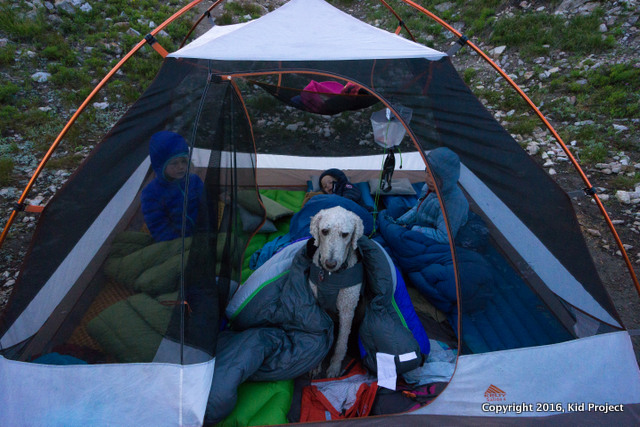 camping with dogs