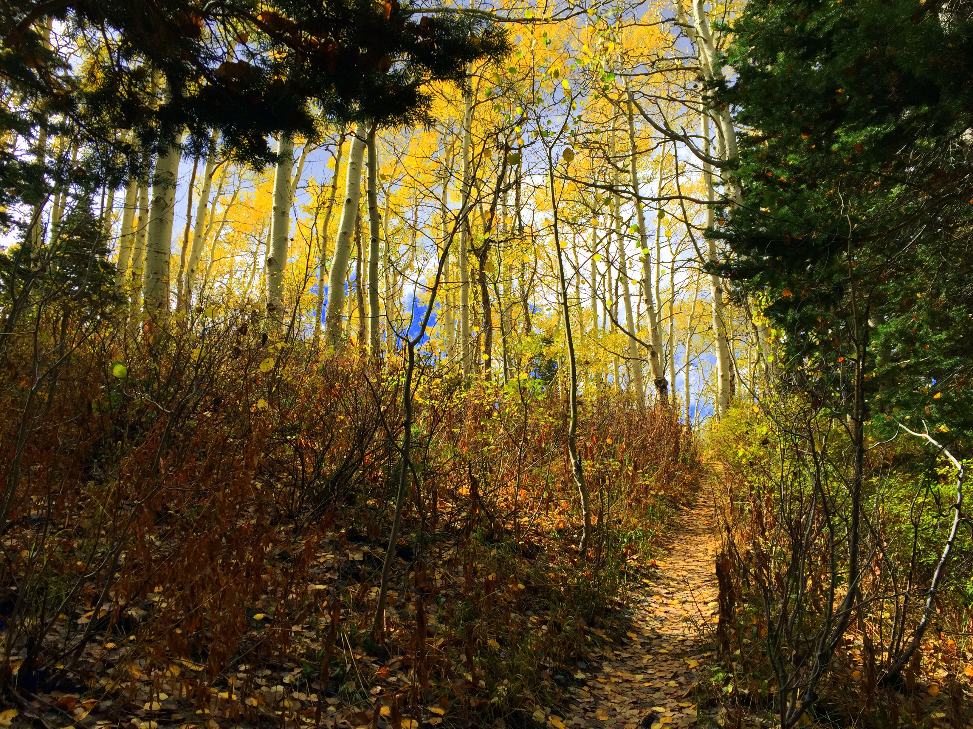 Favorite Fall Foliage Adventures in Utah